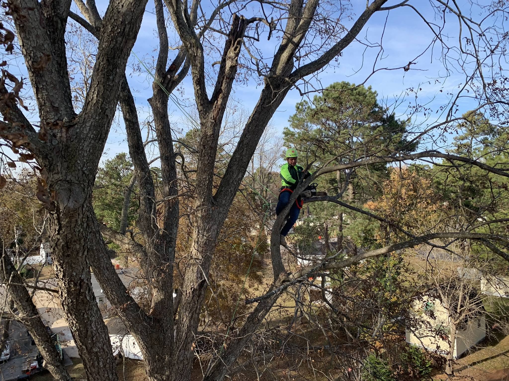 Advanced Tree arborist evaluating and working within a mature tree canopy