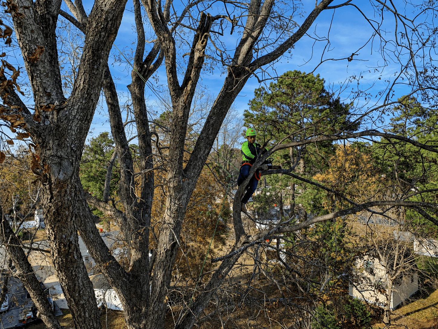 Advanced Tree arborist working in a mature coastal canopy